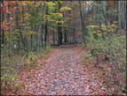 Fall Wooded Path photo by John A. Adam