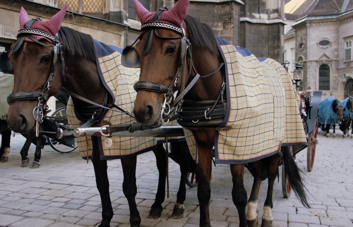 A Horse Drawn Carriage