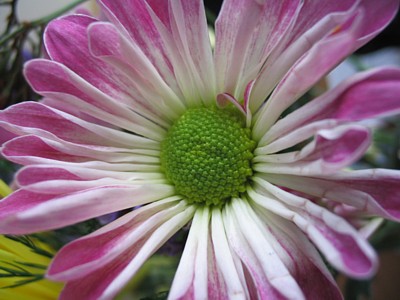 Bird flying over mountains