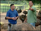 Chuck, Charlie and the emus