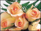 christmas Devotion picture of orange roses