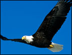 eagle soaring in the blue sky with wings spread wide