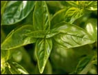 kitchen herb garden