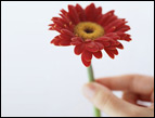 flower in hand