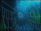 spider's web