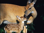 daily Devotion image of a doe and fawn deer