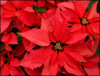 Poinsettias from God