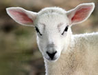 Names of God Devotion - Jehovah Jireh - image of young white lamb