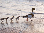 baby ducks following mother duck