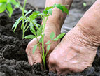 person planting tomato seedlings into rich dark soil