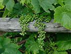 grape vine over fence