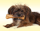 terrier dog with bone