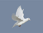 daily Devotion picture of white dove perched on a branch