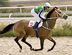 Daily Devotion race horse with jockey