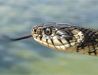 snake with forked tongue