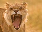 lion roaring